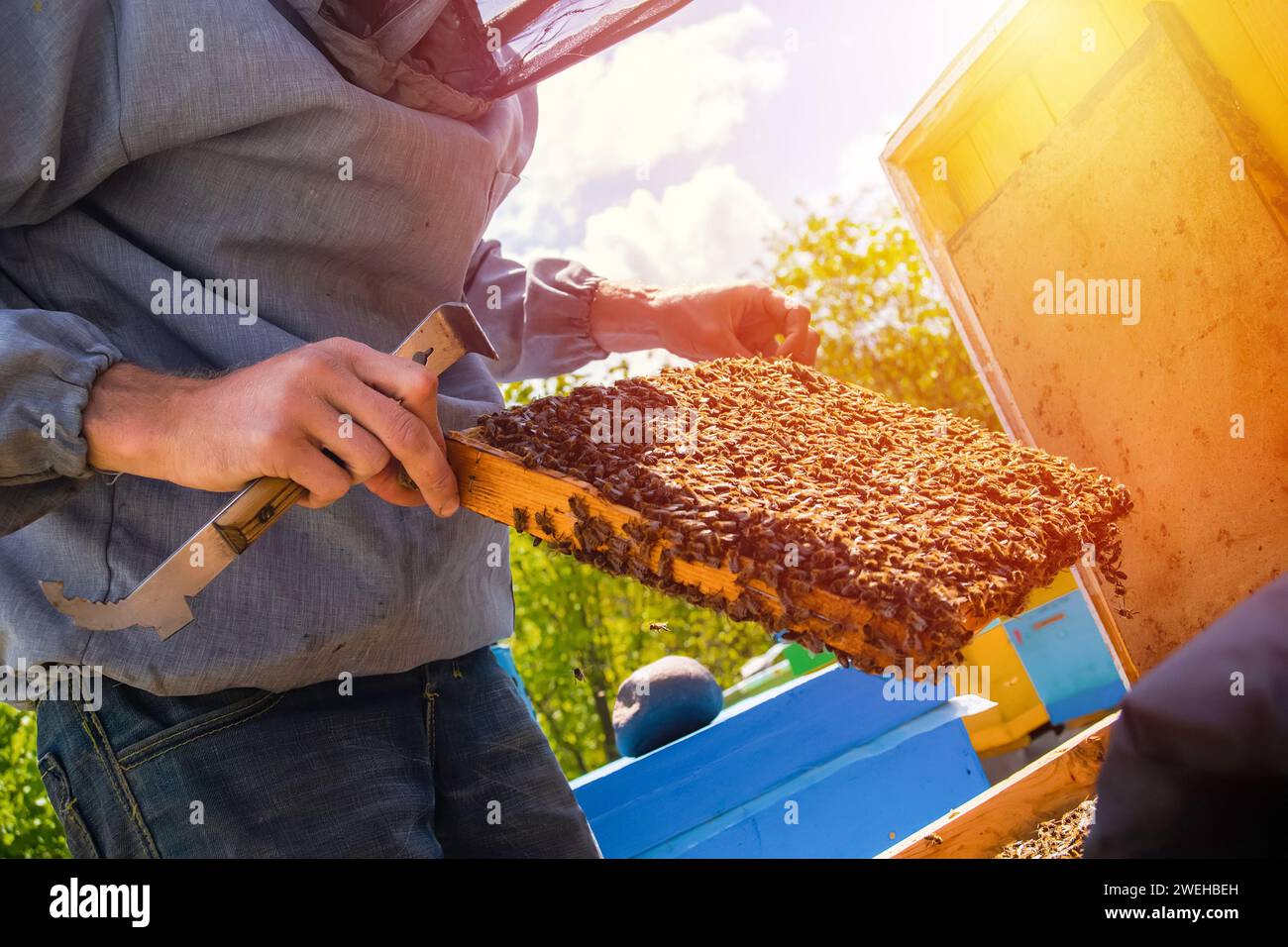 beekeeper inspects frame with queen cells on apiary in evening in rays ...