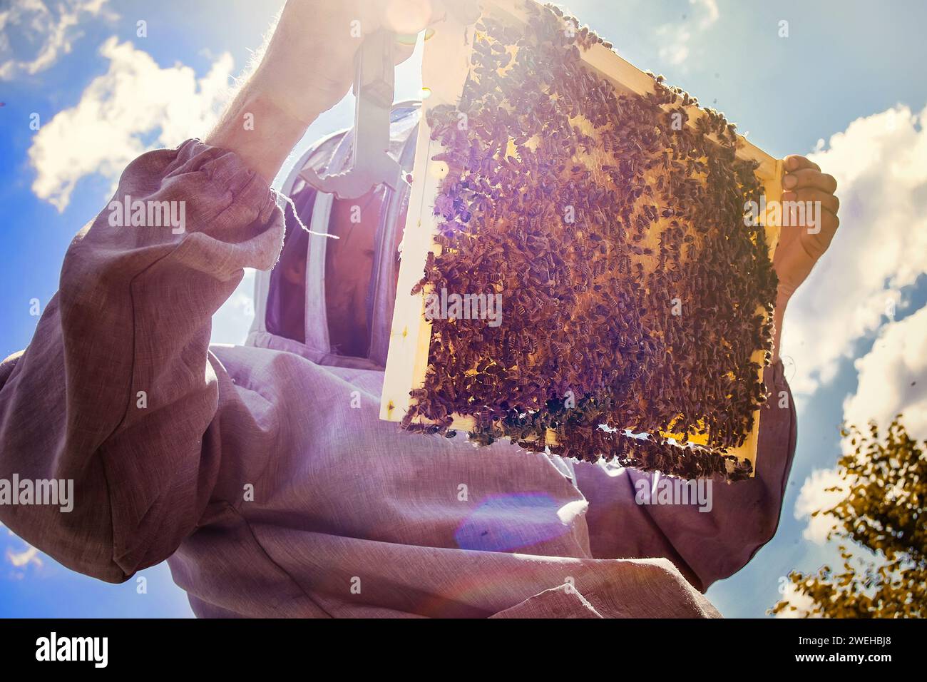 beekeeper inspects frame with queen cells on apiary in evening in rays ...