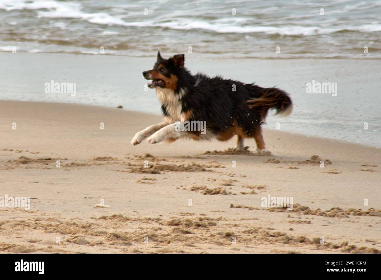 Black, white and brown long haired dog running on the beach during the day Stock Photo