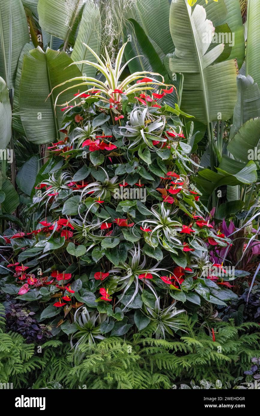 Plants in the Conservatory at Christmas, Biltmore Estate, Asheville, North Carolina Stock Photo