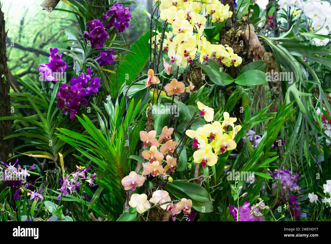 Colorful Orchid flower garden background Stock Photo