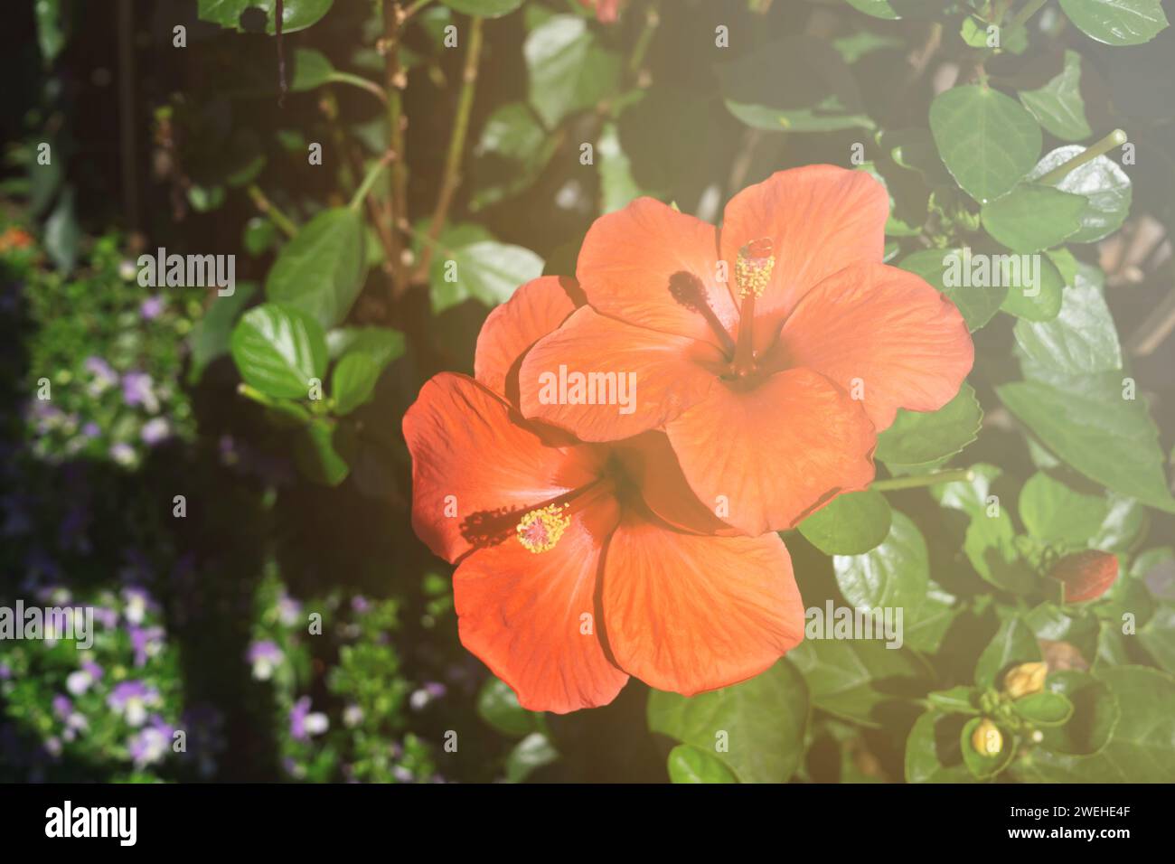 Red hibiscus rosa sinensis hi-res stock photography and images - Alamy