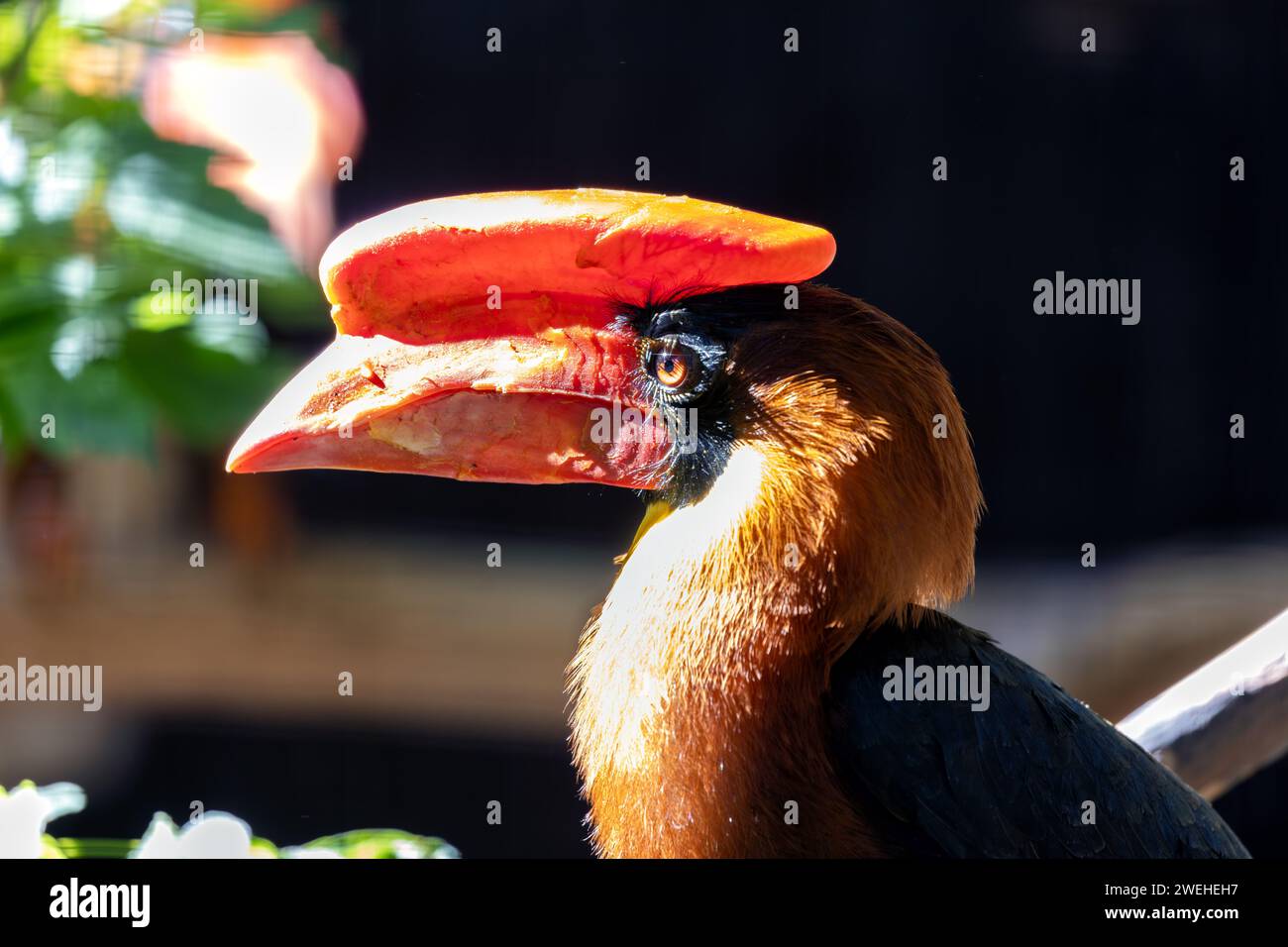 Majestic Northern Rufous Hornbill soaring through the vibrant landscapes of the Philippines. Stock Photo