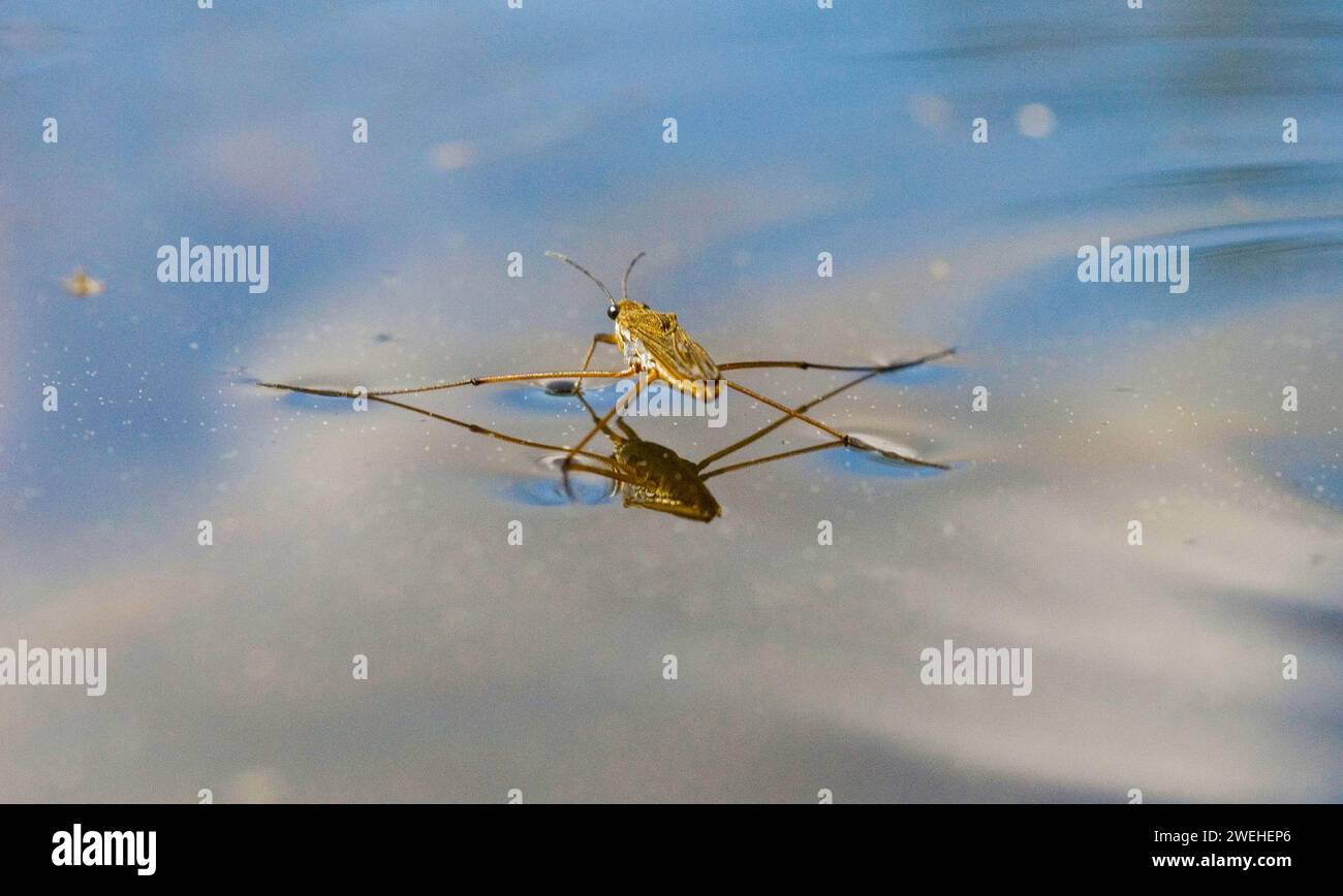 one single Water strider (Gerris lacustris) Stock Photo