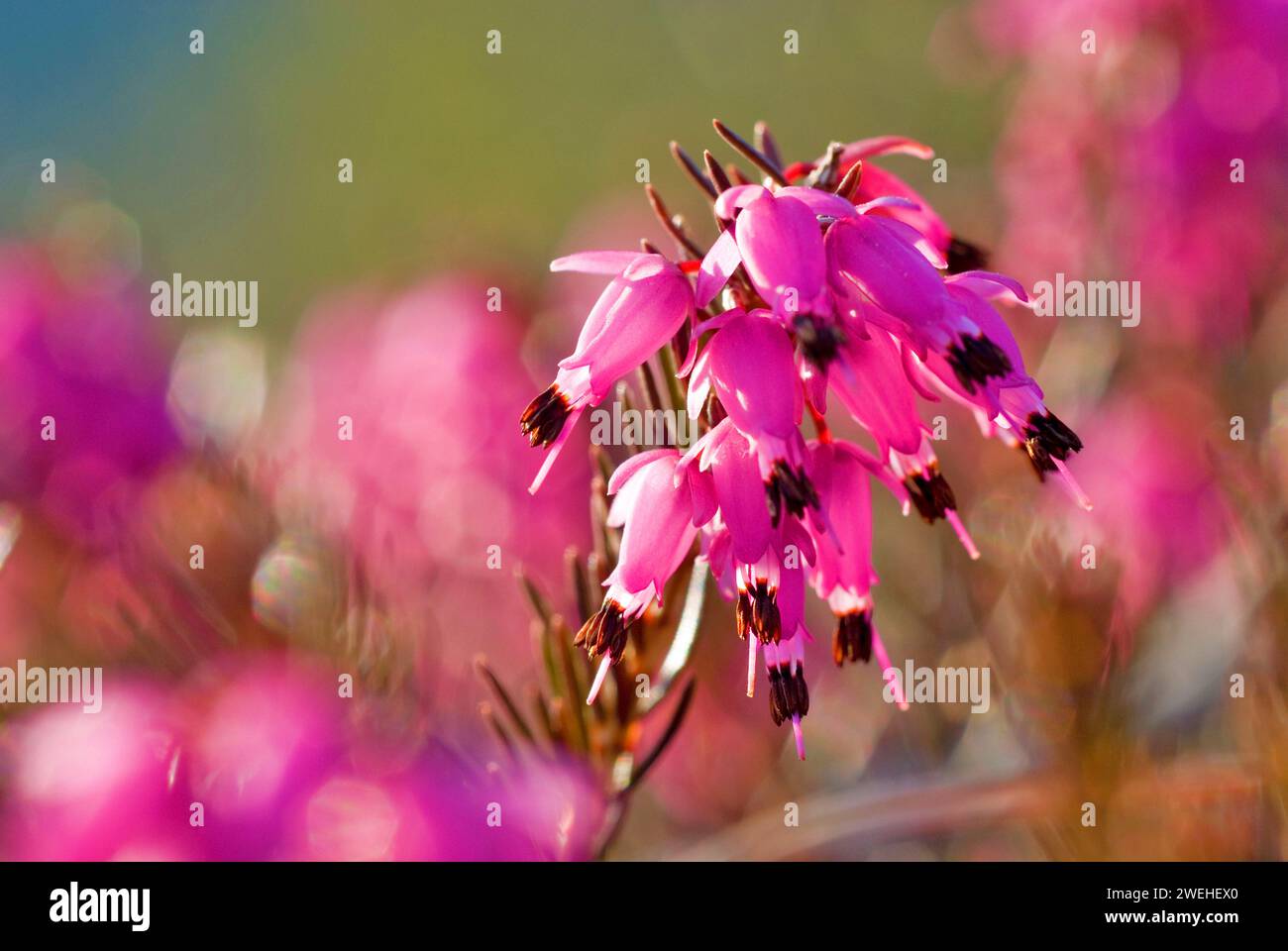 winter heath, winter-flowering heather, spring heath or alpine heath (Erica carnea) backlit Stock Photo