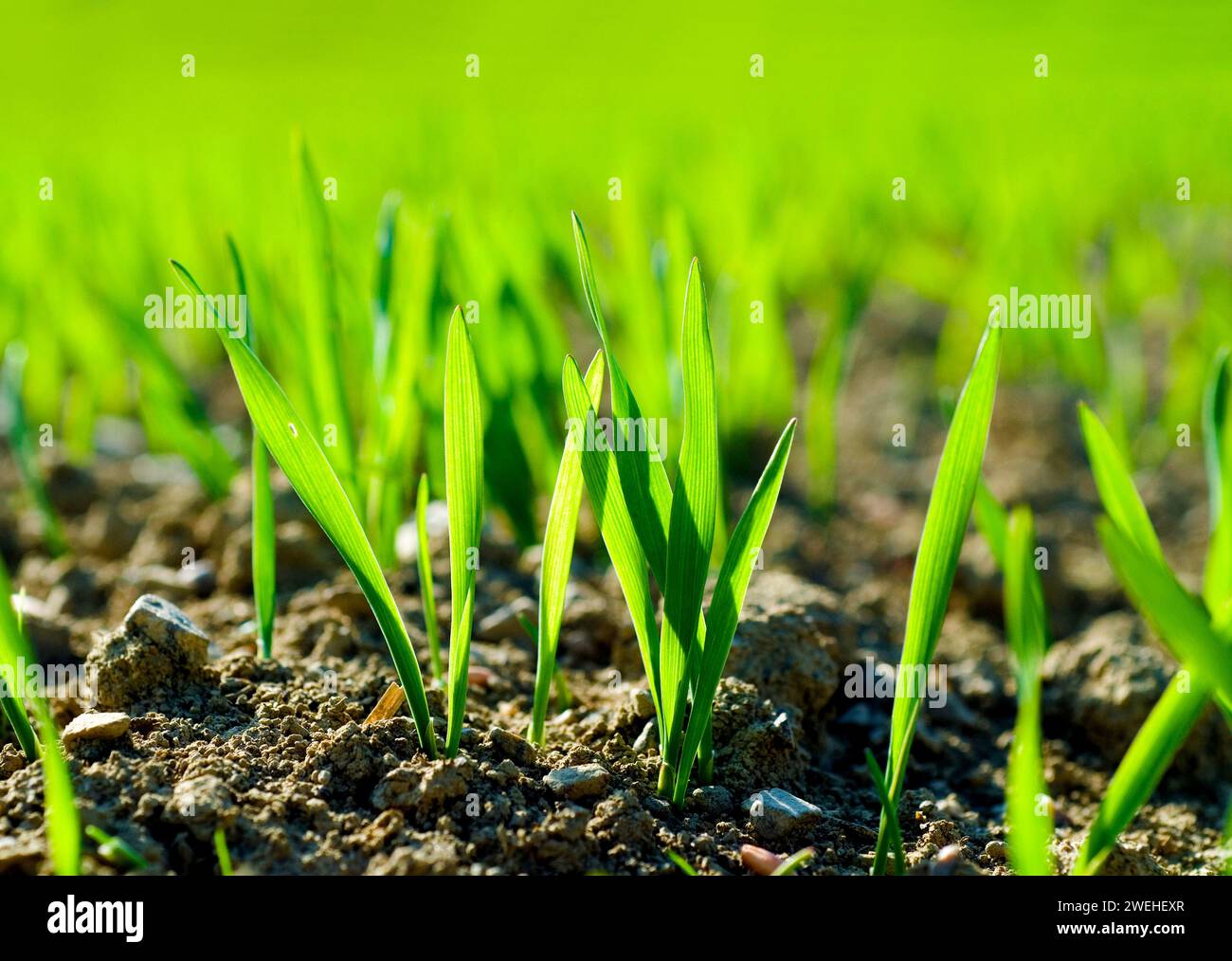 Agriculture backlit rows early hi-res stock photography and images - Alamy