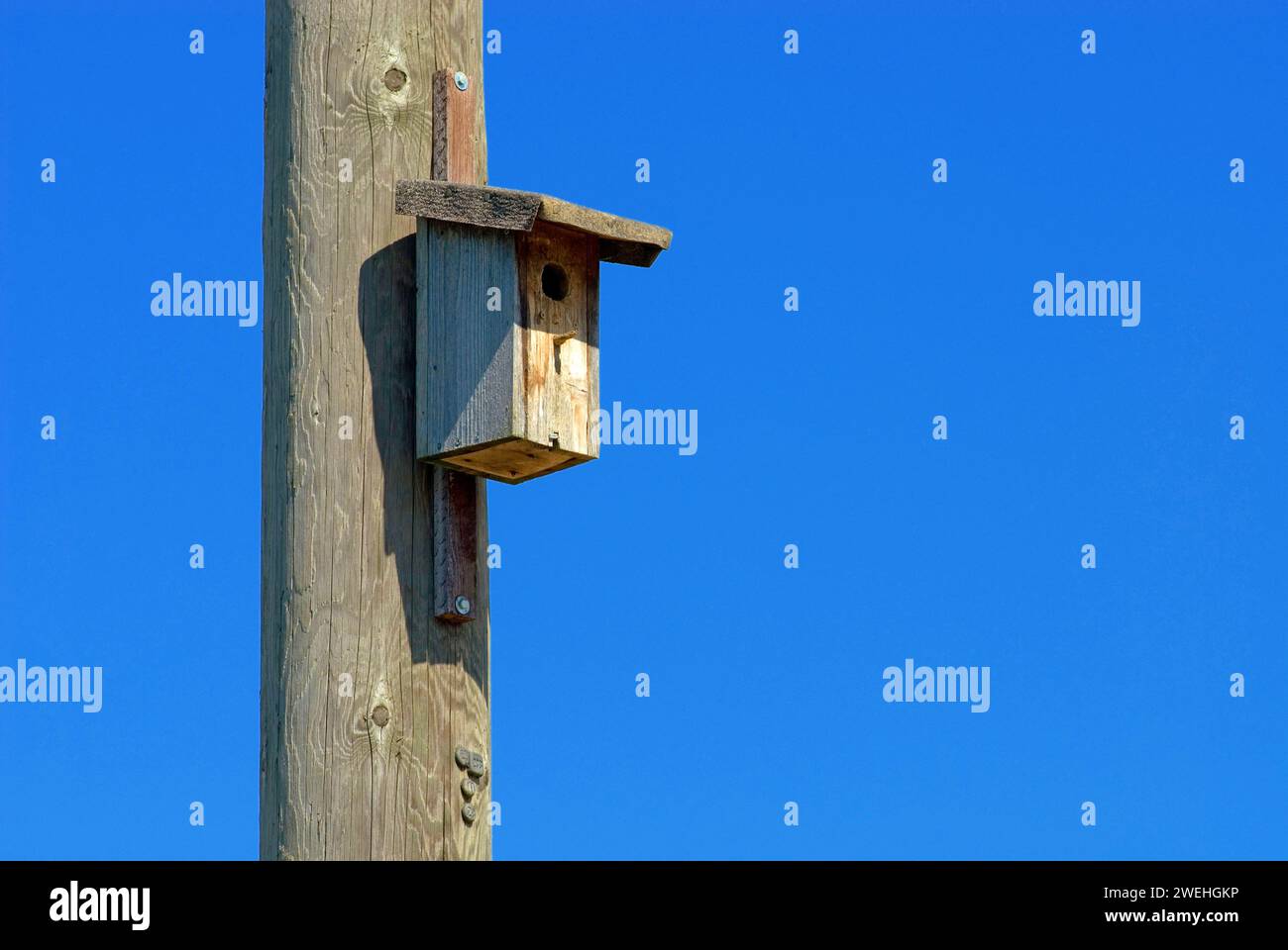 a simple wooden nesting box hangs on a wooden telephone pole, blue sky