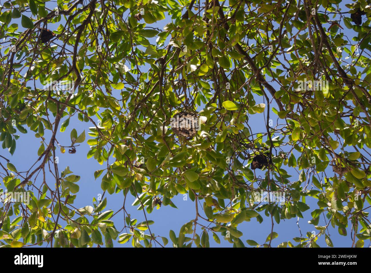 A wasp nest on a tree tropical jungle branches looking from below with blue sky at background into colombian tayrona national park Stock Photo