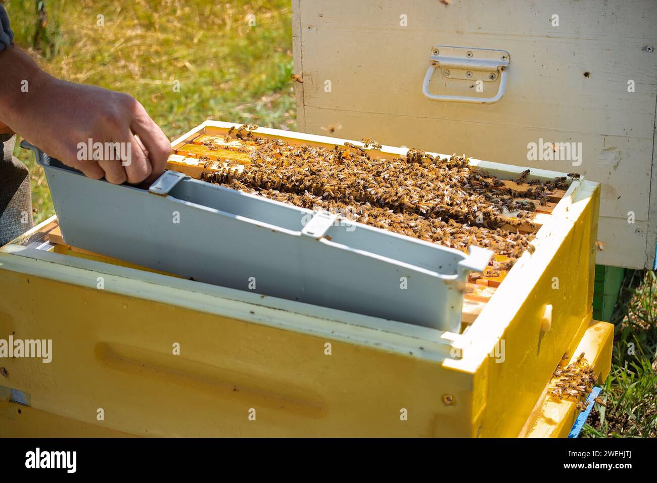 The beekeeper inserts beehive partition beehive divider from plastic to divide the hive into