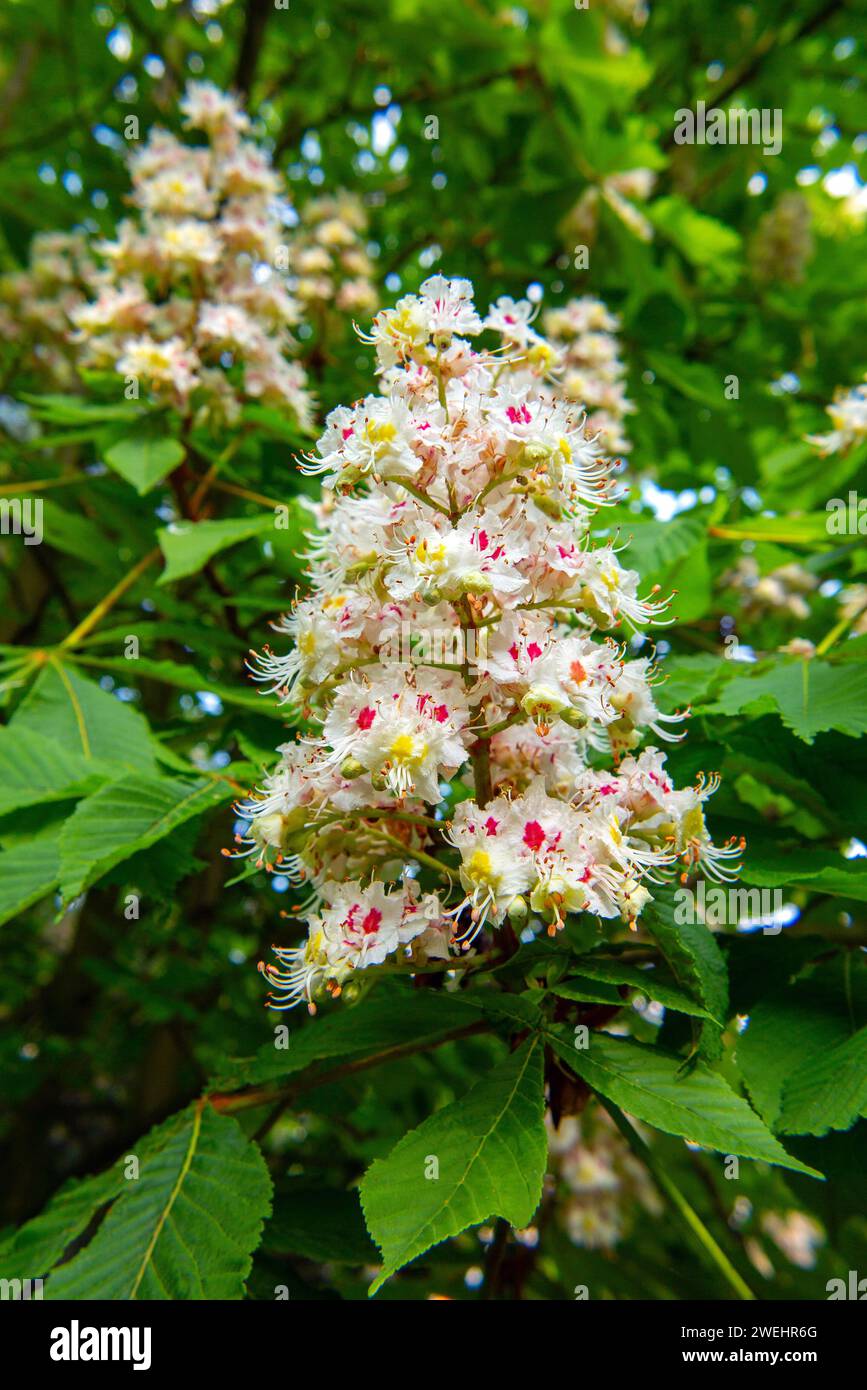 spring time, chestnut blossom, Aesculus hippocastanum, horse chestnut ...