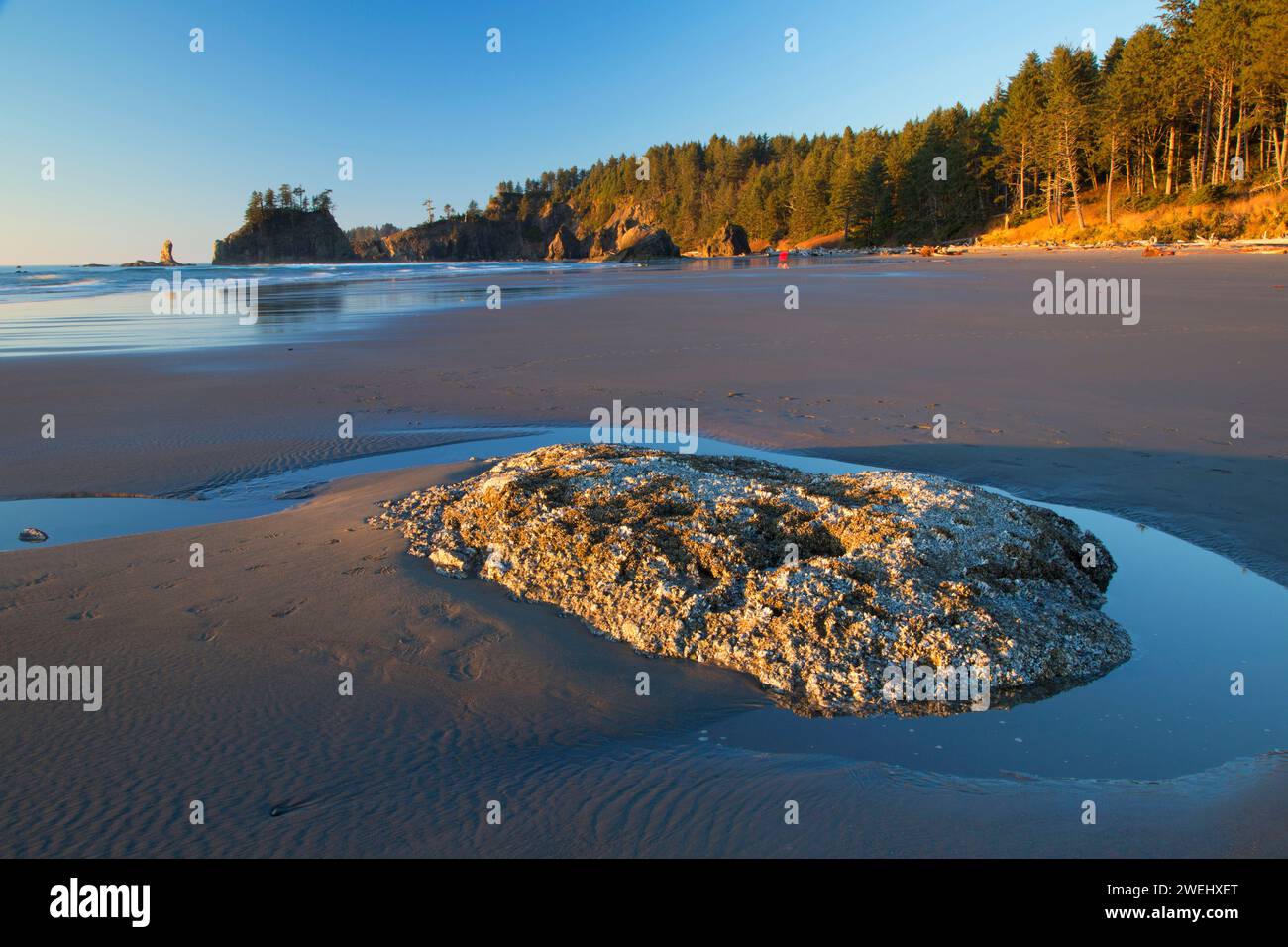 2nd Beach Olympic National Park Experience