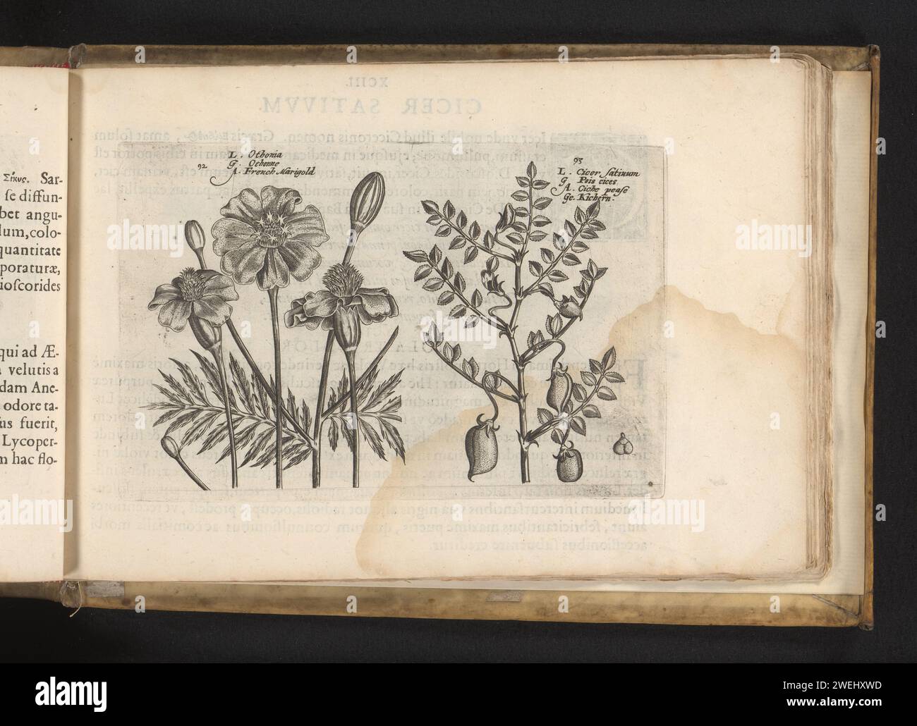 Afrikaantje (Tagetes) and Chickerwt, Crispijn van de Passe (II) (Attributed to), After Crispijn van de Passe (I), 1617 print The images are numbered: 92 and 93. Print is part of a book.  paper engraving flowers. vegetables Stock Photo