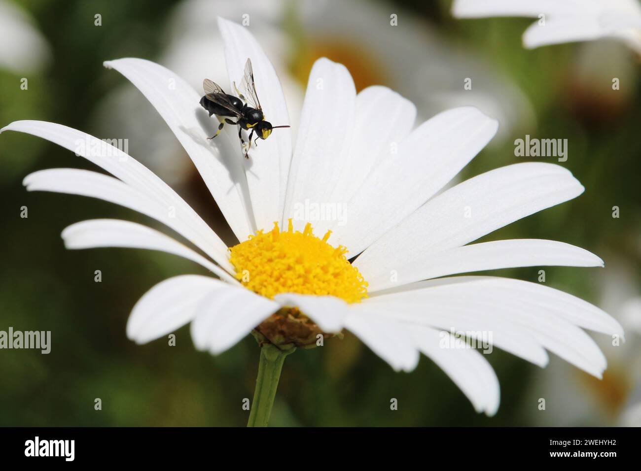 Bituberculate Masked Bee (Hylaeus bituberculatus) on white daisy-bush flower, Australian native bee Stock Photo