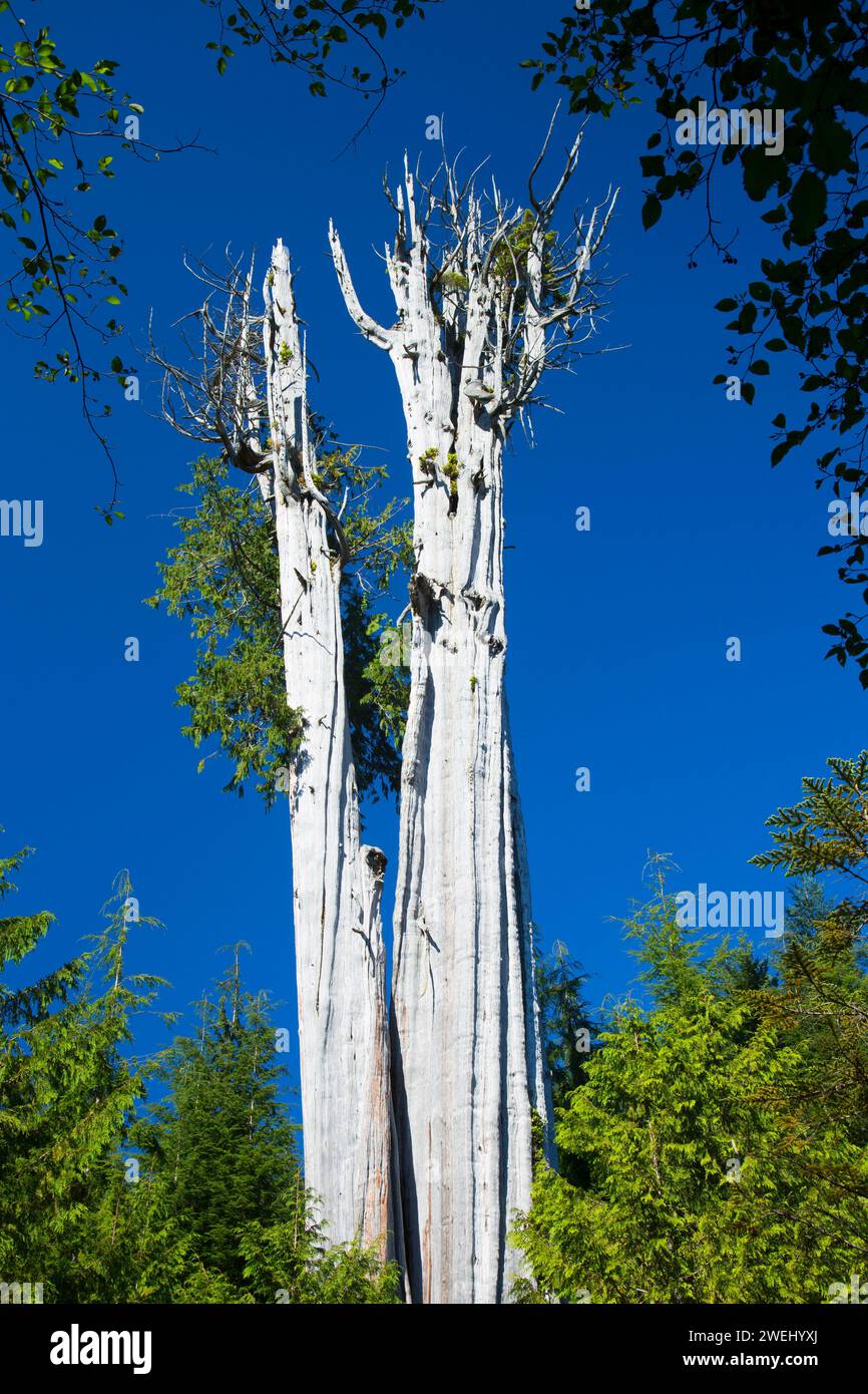 Duncan Cedar (Worlds largest red cedar), Olympic Peninsula State Trust  Lands Forests, Washington Stock Photo - Alamy