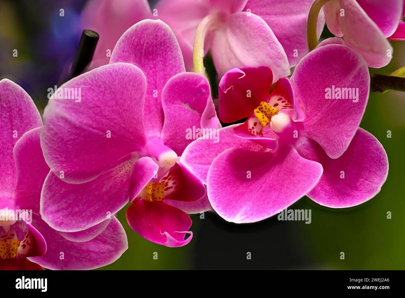 Pink orchid over white hi-res stock photography and images - Alamy