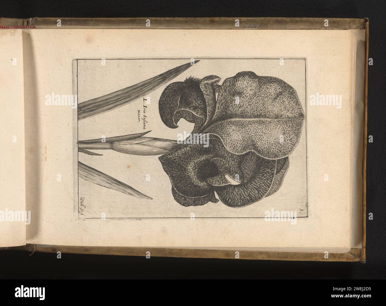 Rouwiris, Willem van de Passe, 1617 print Print is part of a book