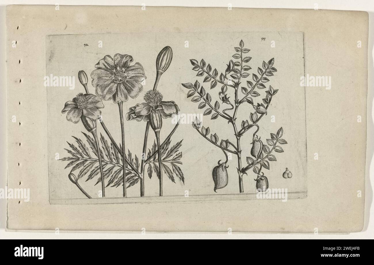 African and chickpea, Crispijn van de Passe (i) (attributed to), after Crispijn van de Passe (i), 1600 - 1604 print Afrikaantje (Tagetes Patula) and chickpea (Cicer Arietinum), numbered 92 and 93.  paper engraving flowers: marigold. fruits: chickpea. botany Stock Photo