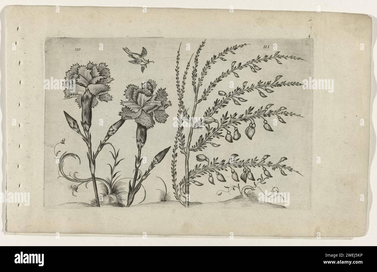 Tuinanjer and Brem, Crispijn van de Passe (I) (attributed to), after Crispijn van de Passe (i), 1600 - 1604 print Tuinanjer (Dianthus Caryophyllus) and Brem (Cytisus Scoparius), numbered 110 and 111. A pigeon above it.  paper engraving flowers: carnation. flowers: broom. botany Stock Photo