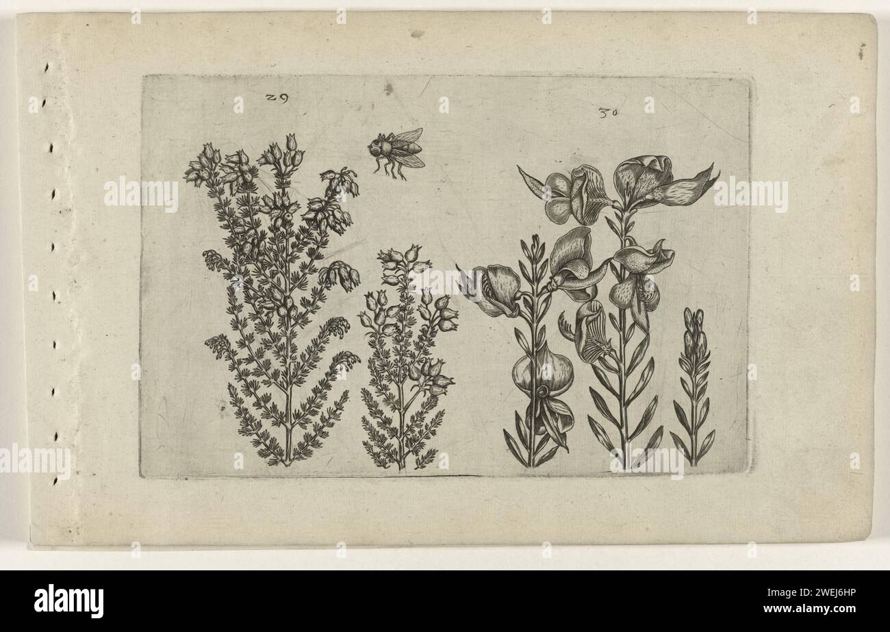Normal Dopheide and Broom bush, Crispijn van de Passe (I) (attributed to), After Crispijn van de Passe (I), 1600 - 1604 print Dopheide (Erica Tetralix) and broom bush (Spartium Junceum), numbered 29 and 30. In the middle of a bee.  paper engraving flowers: Spanish broom. plants and herbs: heather. insects: bee. botany Stock Photo