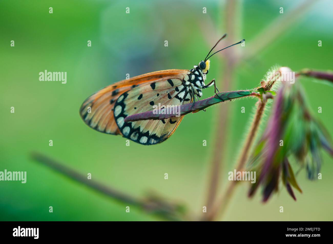 An Orange Butterfly Acraea terpsicore perched in branch of the tree Stock Photo