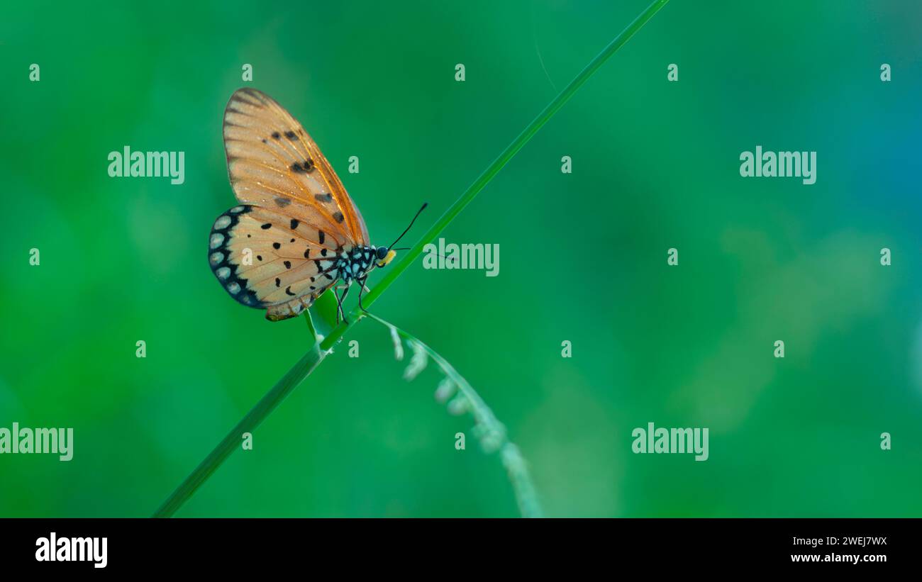 An Orange Butterfly Acraea terpsicore perched in branch of the tree Stock Photo