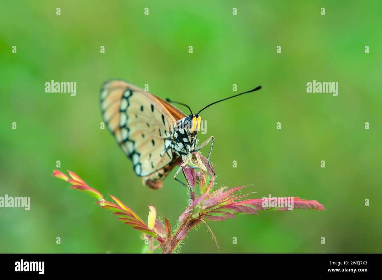 An Orange Butterfly Acraea terpsicore perched in branch of the tree Stock Photo