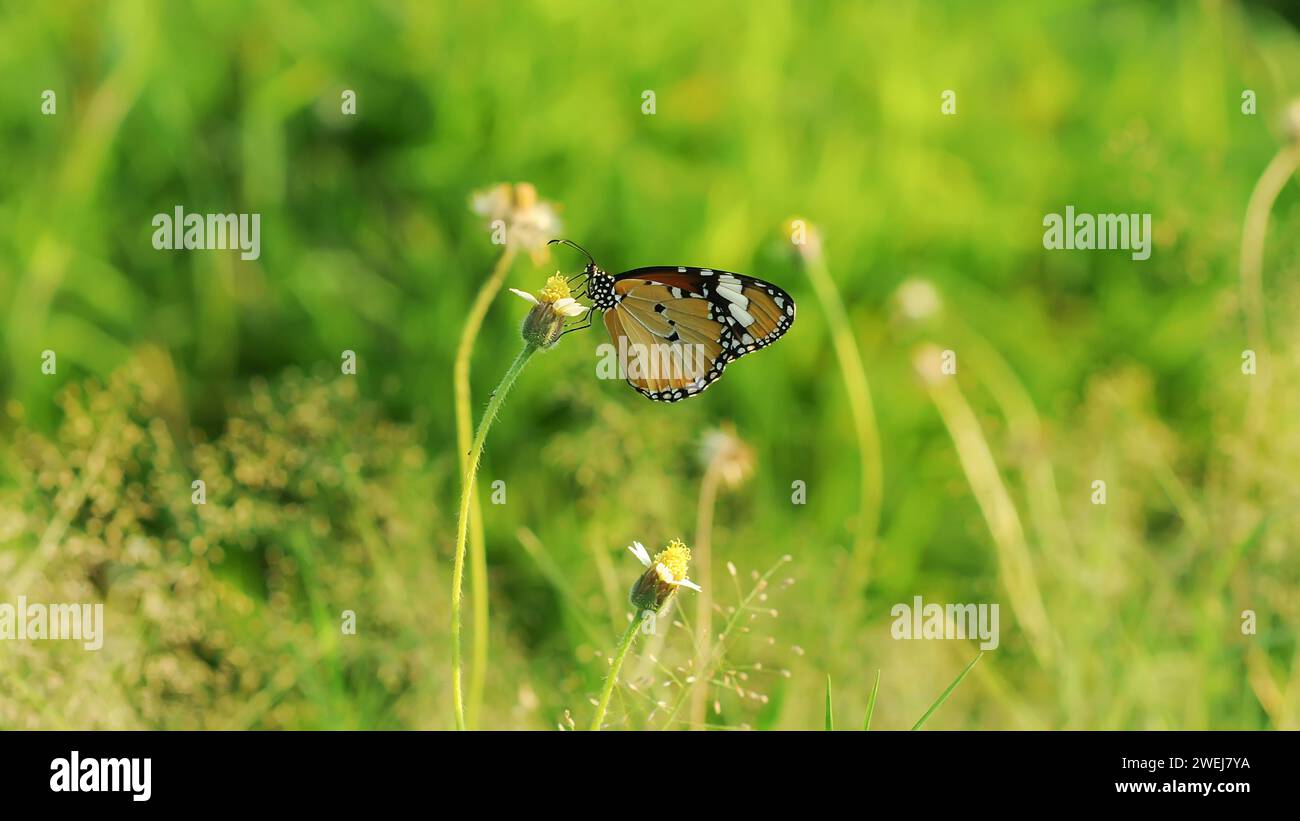 An Orange Butterfly Acraea terpsicore perched in flower petal Stock Photo