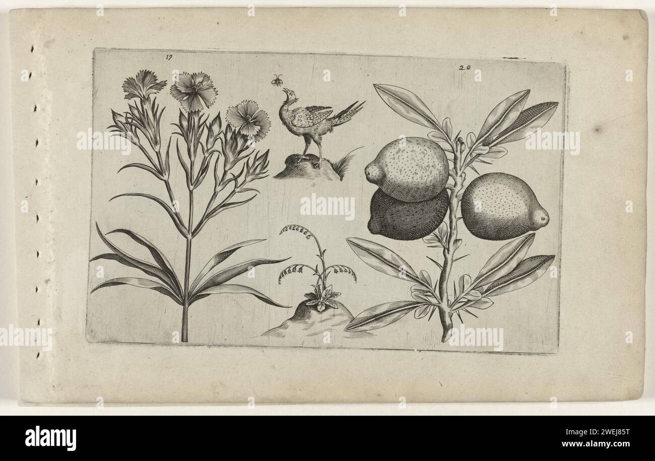 Tuinanjer and Citroen, Crispijn van de Passe (i) (attributed to), after Crispijn van de Passe (I), 1600 - 1604 print A tribe with three flowering garden jerseers (Dianthus Caryophyllus) and a branch with three large lemons (Citrus Limon), numbered 19 and 20. In between as decorations a chicken and a fly.  paper engraving flowers: carnation. botany. fruits: lemon Stock Photo