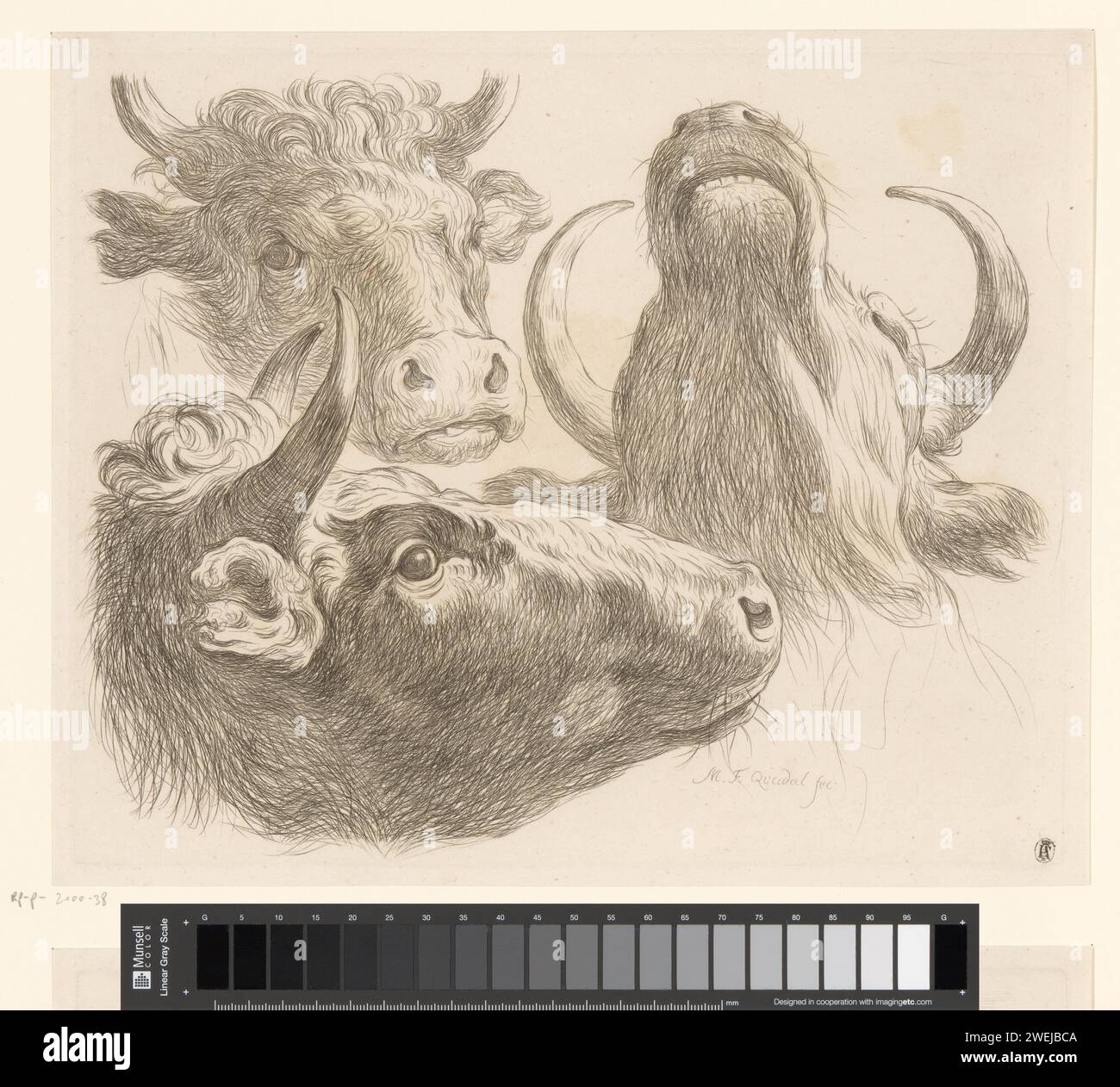 Three Cow Koppen, Martin Ferdinand Quadal, 1793 print paper etching cow ...