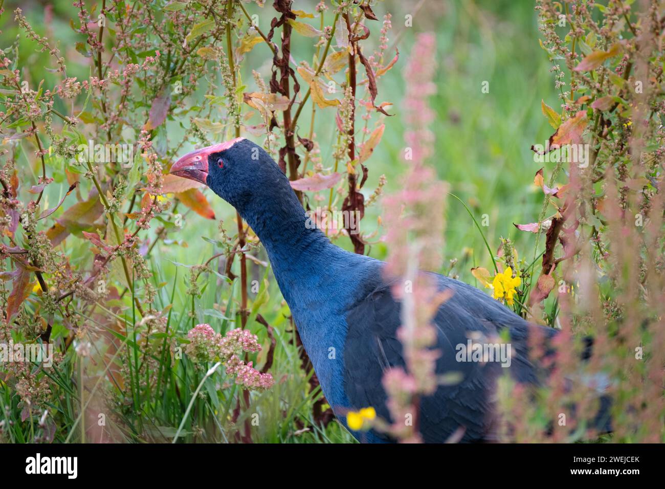 A pukeko wandering through the dense undergrowth of the wetland habitat. Stock Photo