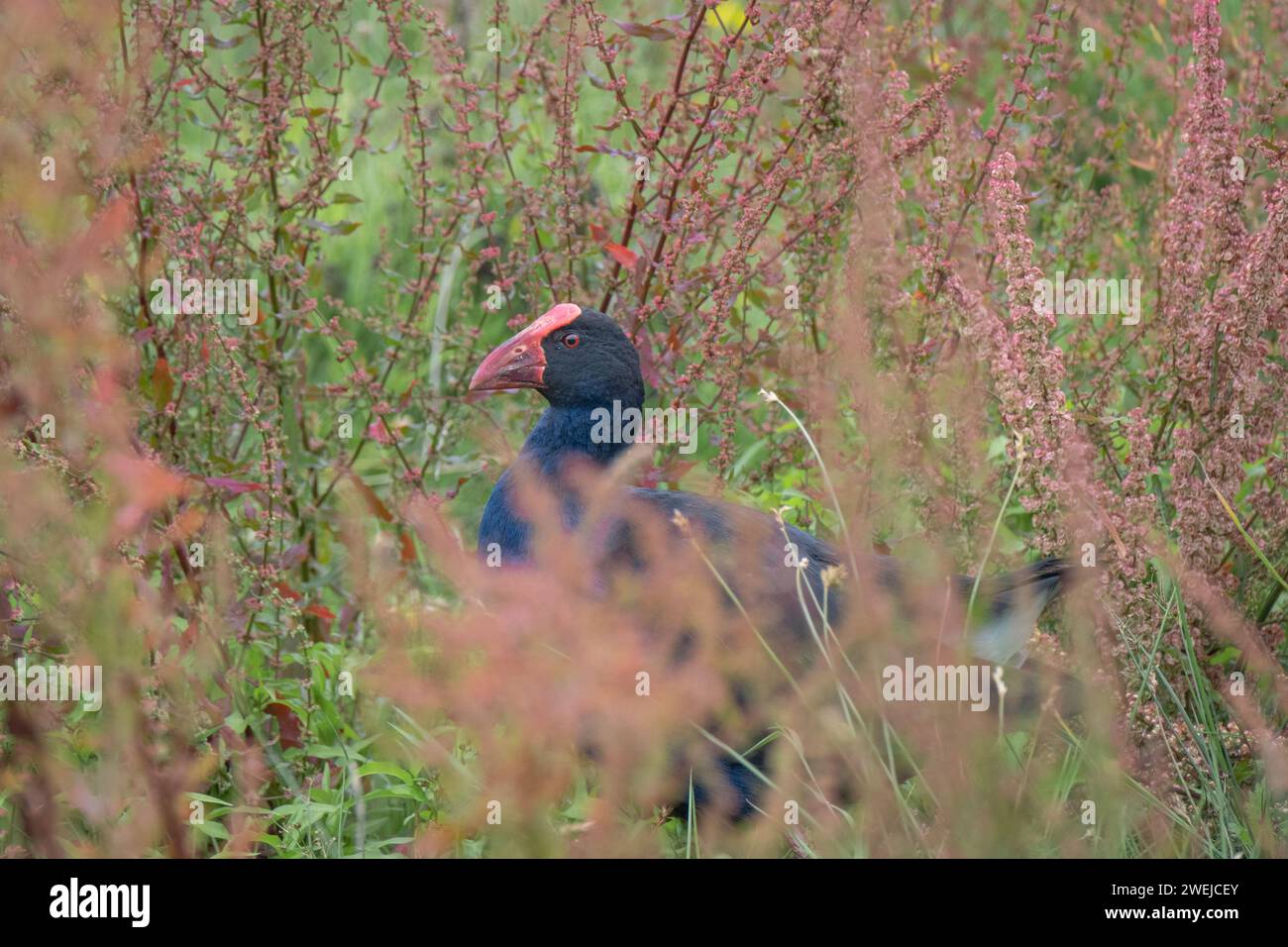 A pukeko wandering through the dense undergrowth of the wetland habitat. Stock Photo