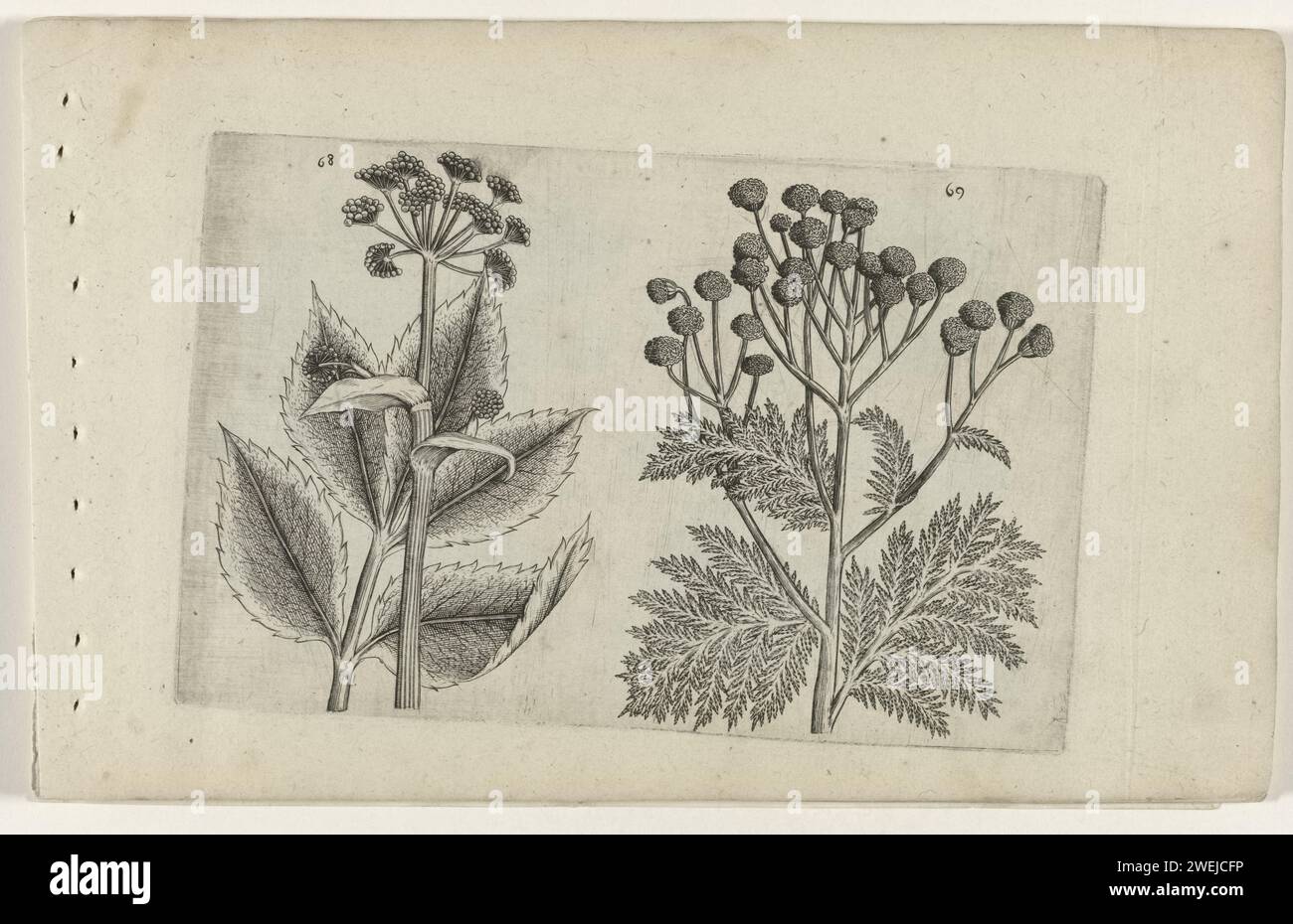 Hertswort and farmer's worm herb, Crispijn van de Passe (I) (attributed to), after Crispijn van de Passe (i), 1600 - 1604 print Hertswort (Seseli Lebanotis) and farmworm herb (tanacetum vulgare), numbered 68 and 69.  paper engraving plants and herbs: moon carrot. flowers: tansy. botany Stock Photo