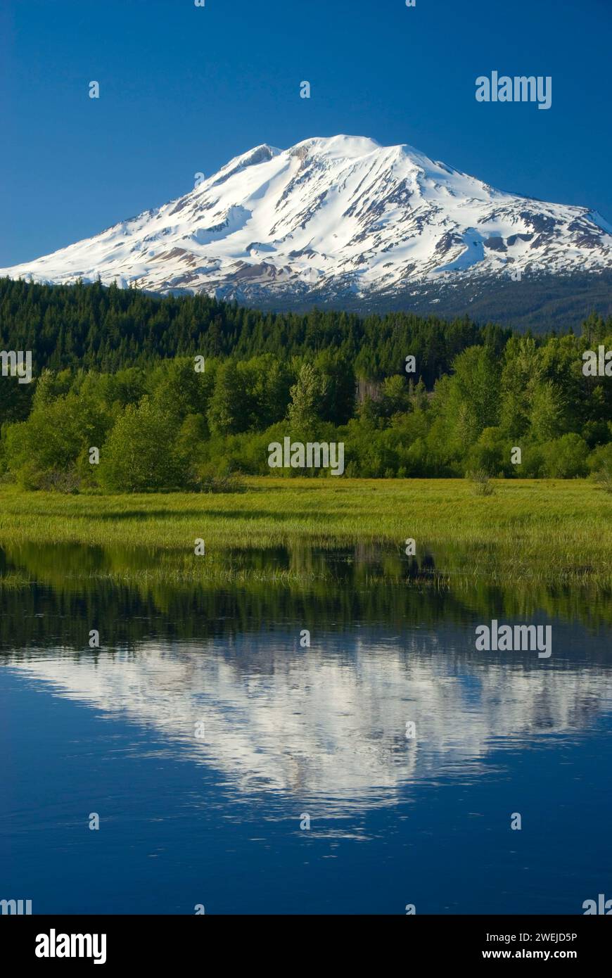 Mt Adams View Trout Lake Natural Area Preserve Trout Lake Washington
