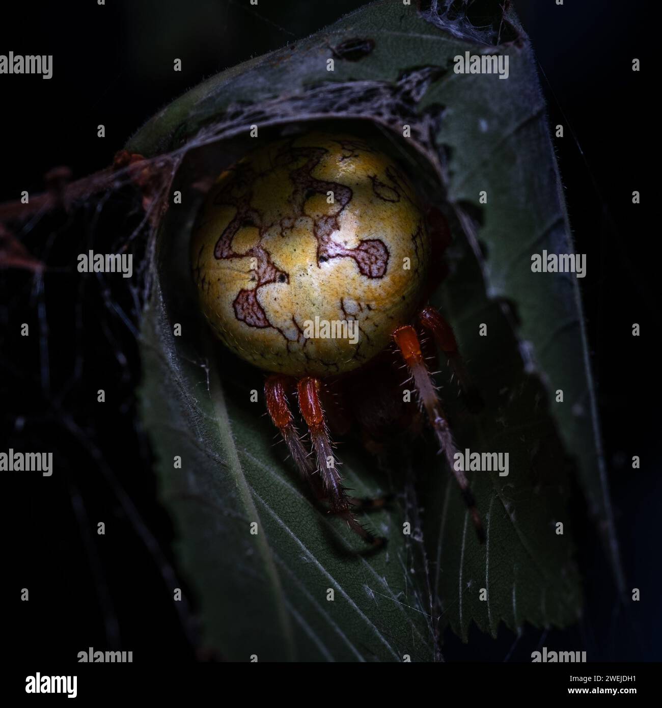 A Marbled Orbweaver Spider will curl a leaf with its silk, providing a suitable hidey hole to take comfort in near its web, especially during the night Stock Photo