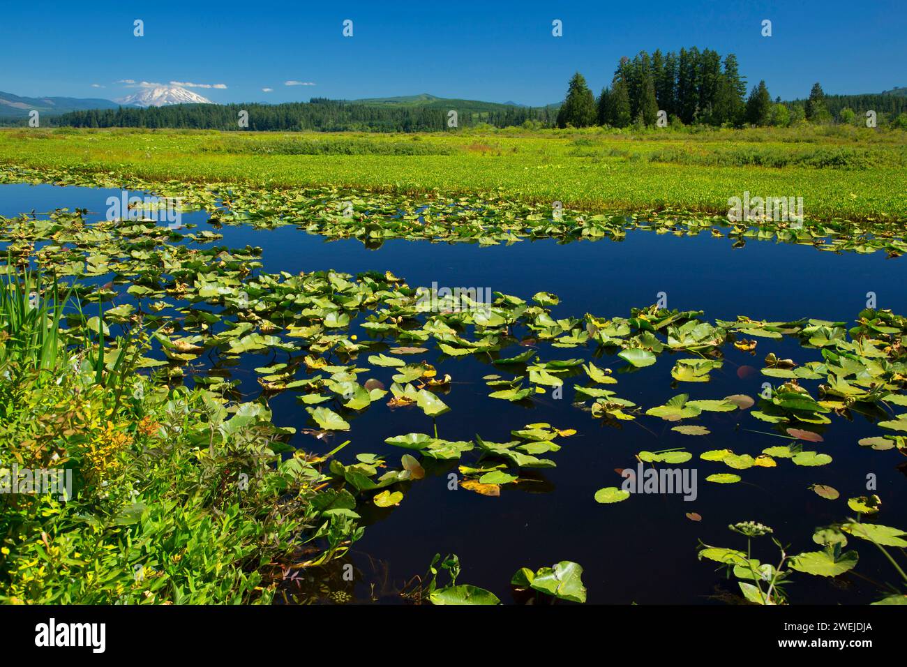 Marsh with Mt St Helens along Silver Lake Wetland Haven Trail, Seaquest State Park, Washington Stock Photo