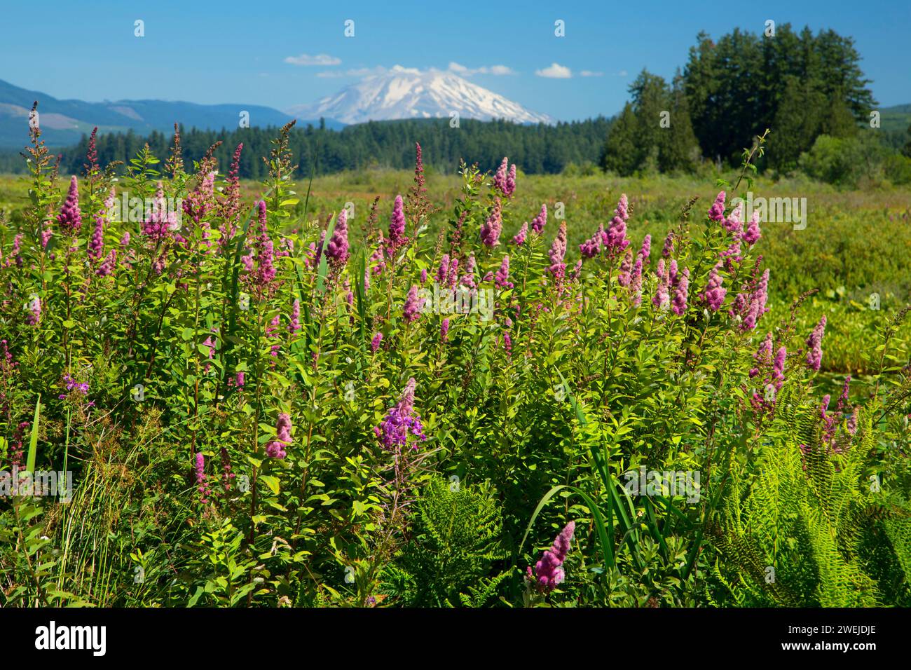 Spirea with Mt St Helens along Silver Lake Wetland Haven Trail, Seaquest State Park, Washington Stock Photo