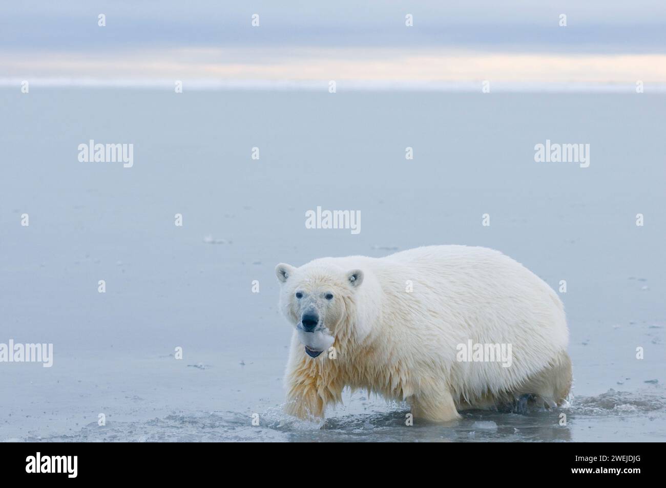 polar bear, Ursus maritimus, large two year old plays with a chunk of ice in the slushy freezing waters along the arctic coast, 1002 ANWR Alaska Stock Photo