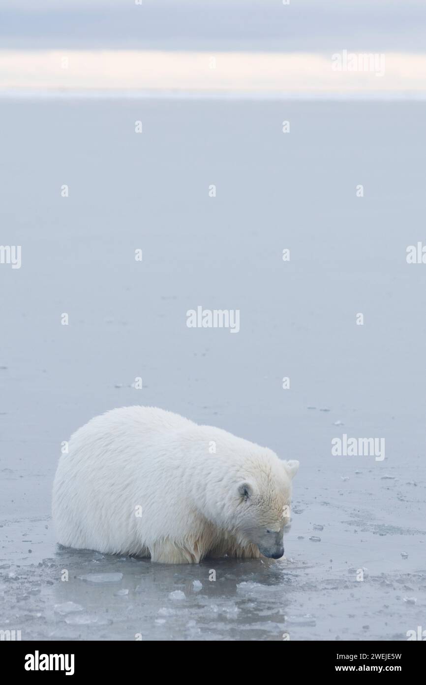 polar bear, Ursus maritimus, large two year old plays with a chunk of ice in the slushy freezing waters along the arctic coast, 1002 ANWR Alaska Stock Photo