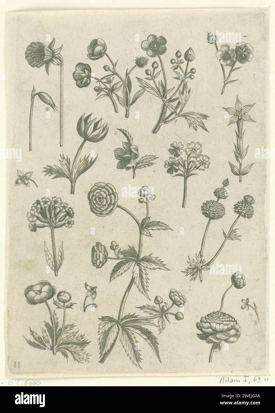 Ranonkels, Primula and buttercups, 1570 - Before 1618 print Leaf 11 of 21 numbered sheets with title page from a series of 24.  paper engraving flowers Stock Photo