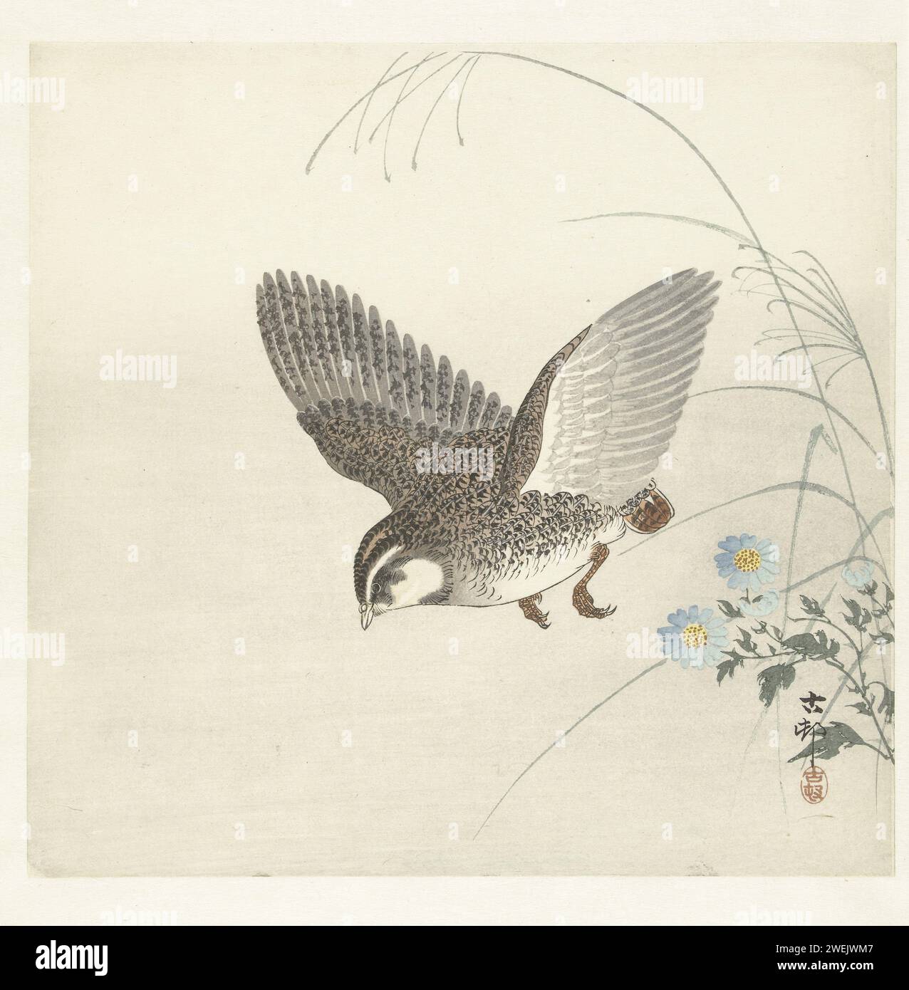 Flying Kwartel, Ohara Koson, 1900 - 1930 print Quail in flight, to the left, with blue flowers.  paper color woodcut walker and runner birds (with NAME). plants; vegetation Stock Photo