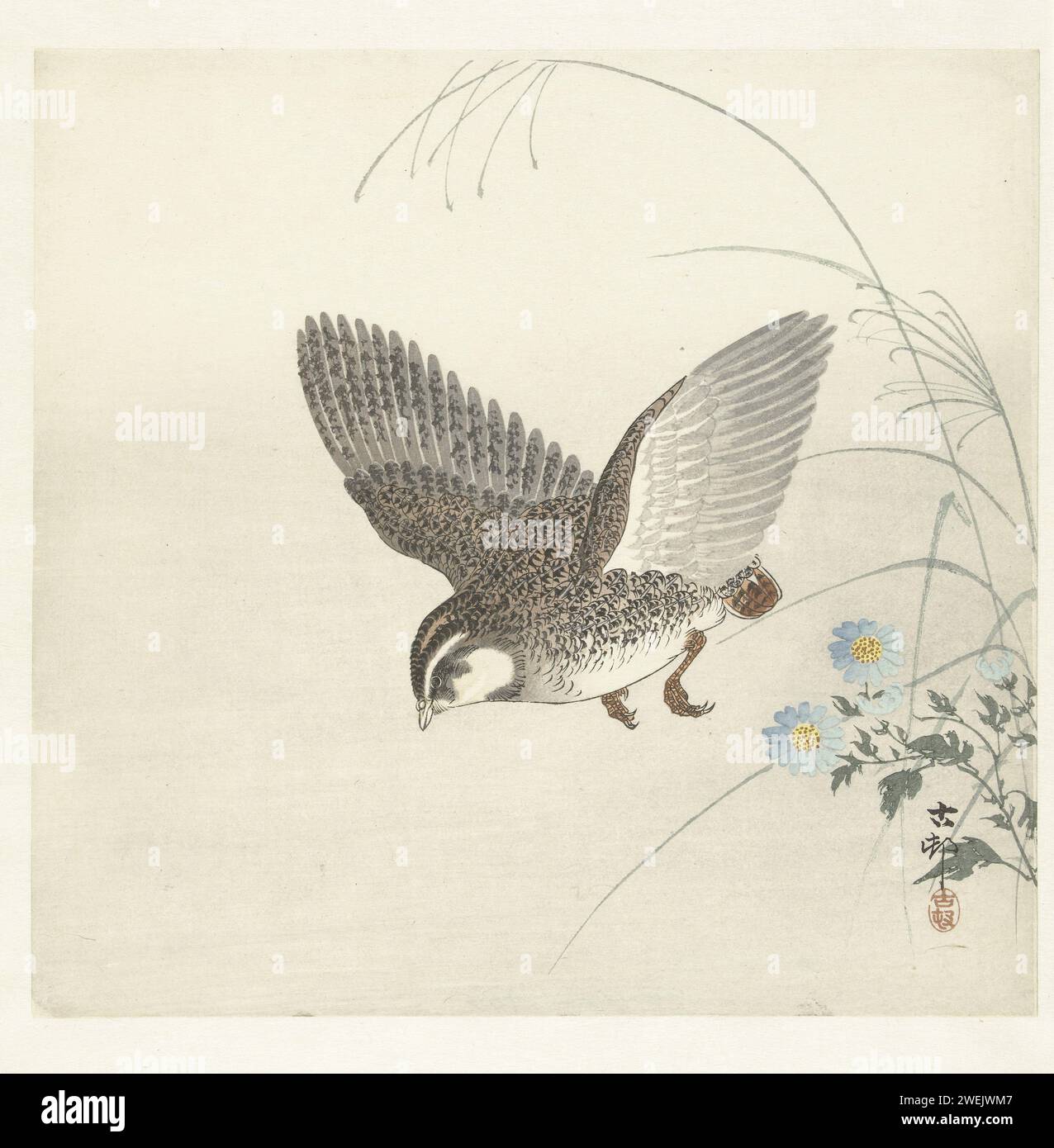 Flying Kwartel, Ohara Koson, 1900 - 1930 print Quail in flight, to the left, with blue flowers ...