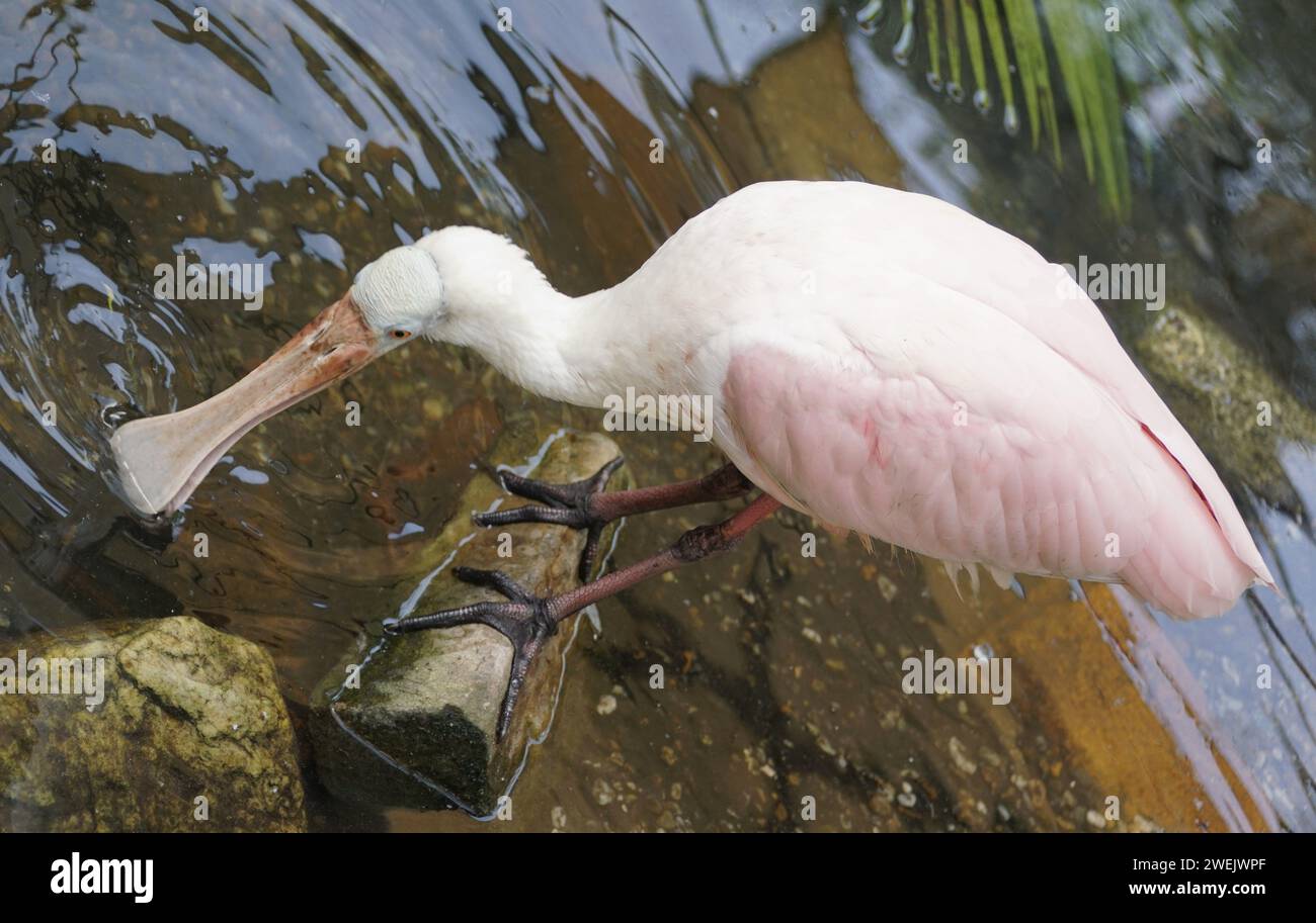 Close up of a Roseate Spoonbill searching for food in the shallow water ...