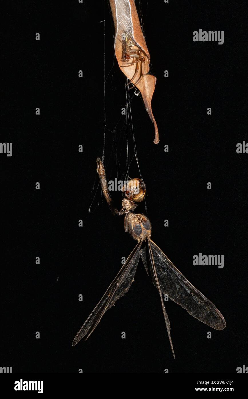 Australian Leaf-curling spider with dragonfly prey in caught web Stock Photo