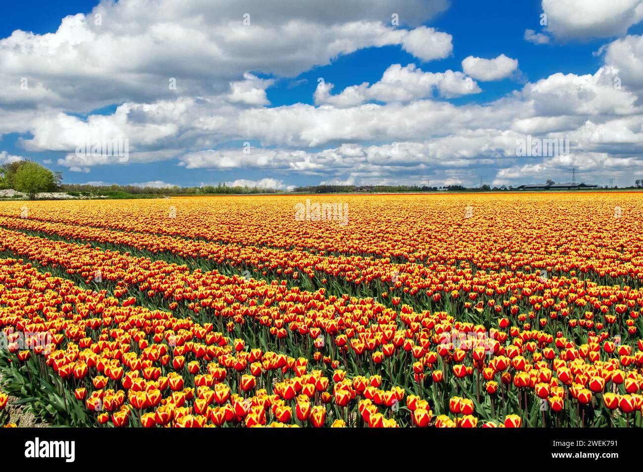 Blossoming tulip field in the Netherlands, typical Dutch landscape ...