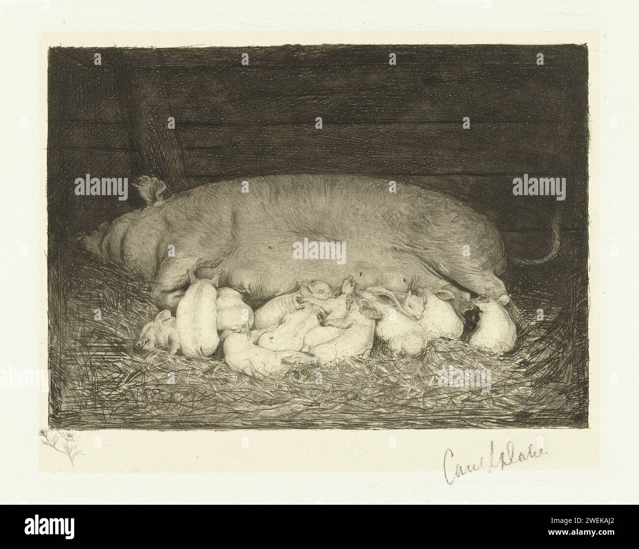 Sow with piglets lying in the stable, Carel Lodewijk Dake, 1867 - 1886 ...