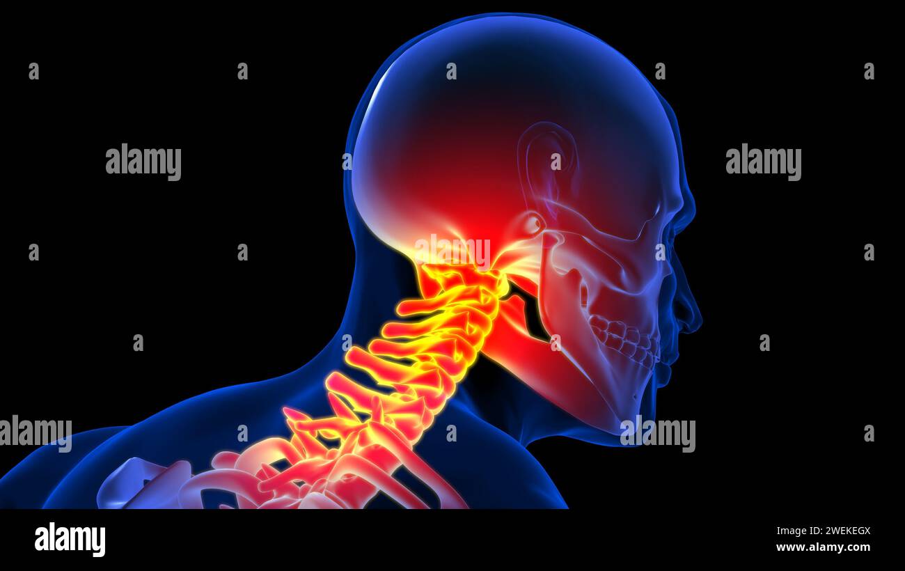 Human skull cervical spine illustration hi-res stock photography and ...