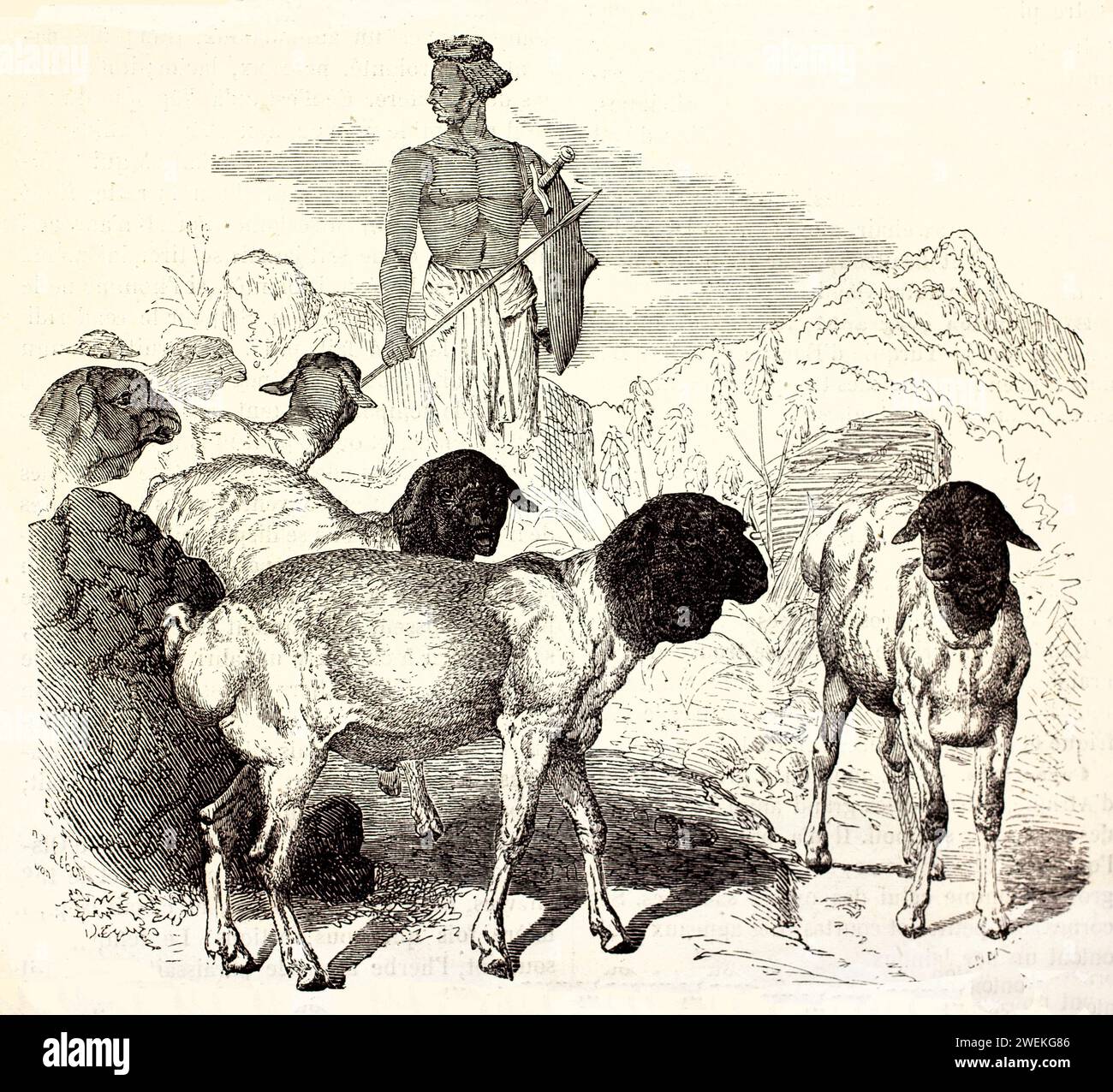 Flock of Blackhead Persian sheep led by indigenous shepherd on steep terrain. Antique engraving depicting pastoral scene and livestock breed, 1878. Stock Photo