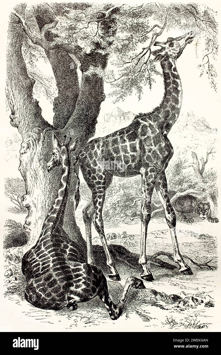 Giraffe anatomy hi-res stock photography and images - Alamy