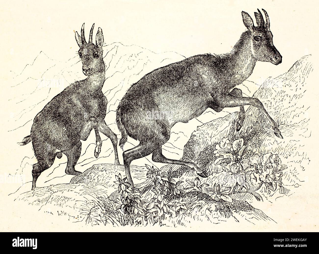 Old engraved illustration of Himalayan Goral. Created by Zimmermann and Illner, published on Brehm, Les Mammifers, Baillière et fils, Paris, 1878 Stock Photo
