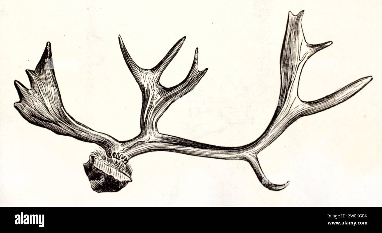 Old engraved illustration of Reindeer antler. By unknown author, published on Brehm, Les Mammifers, Baillière et fils, Paris, 1878 Stock Photo